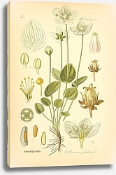 Постер Flora von Deutschland №12