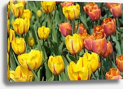 Постер Красные и желтые тюльпаны на поле