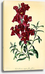 Постер Antirrhinum majus flore pleno