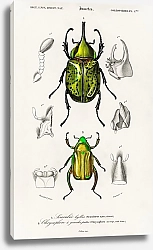 Постер  (Chrysophora Macropa)