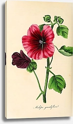 Постер Malopa grandiflora 1