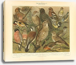 Постер Птицы 2