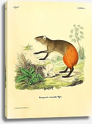 Постер Оранжевый агути