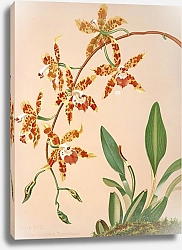 Постер Майнер Гарриет Стюарт Триумфальный одонтоглоссум