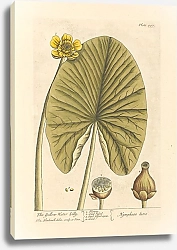 Постер Блэквелл Элизабет Желтая водяная лилия