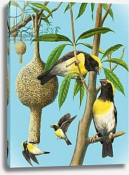 Постер Дэвис Р. (жив, дет) Birds which weave