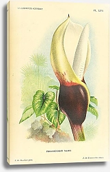 Постер Philodendron Mamei