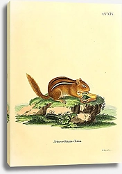 Постер Бурундук Sciurus striatus