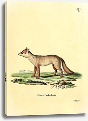 Постер Степная лиса корсак