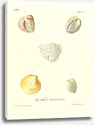 Постер Морские раковины 103