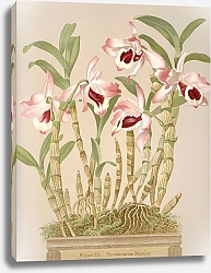 Постер Майнер Гарриет Стюарт Дендробиум благородный