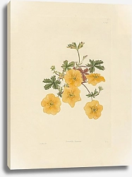 Постер Potentilla Alpestris