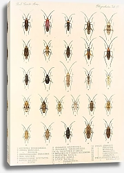 Постер Годман Фредерик Insecta Rhynchota Hemiptera-Heteroptera Pl 37