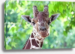 Постер Портрет жирафа на фоне зеленых листьев