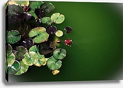 Постер Кувшинки в зеленой воде