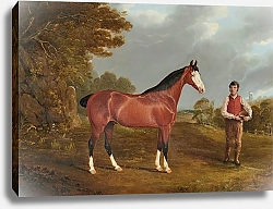 Постер Херринг Джон Скаковая лошадь 