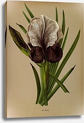 Постер Арендсен Арентина Ирис Сюзанна