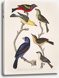 Постер Птицы Америки Уилсона 24