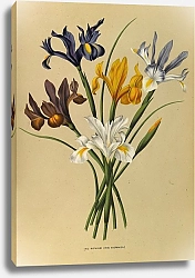 Постер Арендсен Арентина Ирис мечевидный