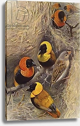 Постер Кухнерт Уильям Weaver Birds 1