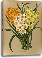 Постер Арендсен Арентина Полиантовый нарцисс