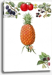 Постер Школа: Английская 20в. Fruits 3