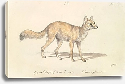 Постер Смит Чарльз Гамильтон Corsac Dog-Fox