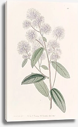 Постер Эдвардс Сиденем Pale-flowered Ceanothus