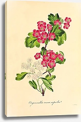 Постер Oxyacantha rosea superba 1