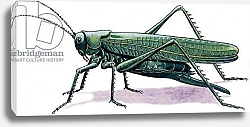 Постер Дэвис Р. (жив, дет) Grasshopper, 1966