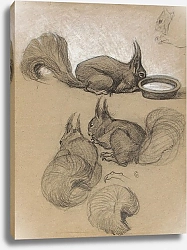 Постер Уолтер Лилли Белки