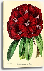 Постер Rhododendron Arboreum Paxtoni