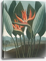 Постер Торнтон Роберт Королева