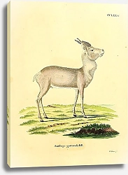 Постер Зобастая антилопа