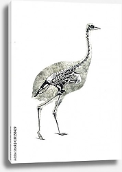 Постер Скелет страуса