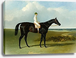 Постер Херринг Джон Темно-Гнедая скаковая лошадь мистера О'Брайена Джонатан Уайлд в сопровождении жокея Т. Райдера.