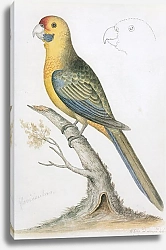 Постер Green Rosella