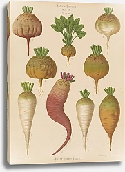 Постер Бенари Эрнст Фрикадельки из мангалей. Сахарная свекла