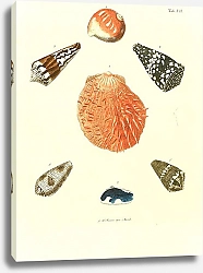 Постер Морские раковины 007