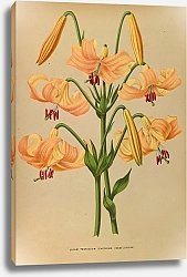 Постер Арендсен Арентина Лилия семенниковая