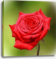 Постер Яркая красная роза на зеленом