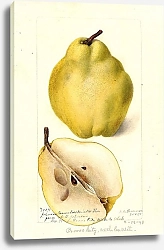 Постер Пассмор Дебора Pyrus communis: Безымянная зима Джонсона