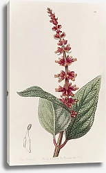 Постер Эдвардс Сиденем Close-flowered Sage