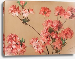 Постер Чолковский Леон Pink asalea