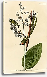 Постер Goldon-crested-Wren