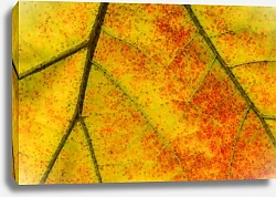 Постер Текстура желтого осеннего листа