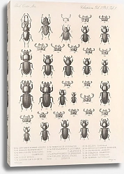 Постер Годман Фредерик Insecta Coleoptera Pl 001