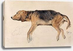 Постер Лэндсир Эдвин Исследование лежащей собаки