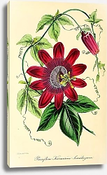 Постер Passiflora Kermesina Lemicheziana