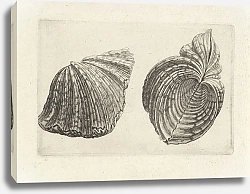 Постер Холлар Вецеслаус (грав) Bear paw clam